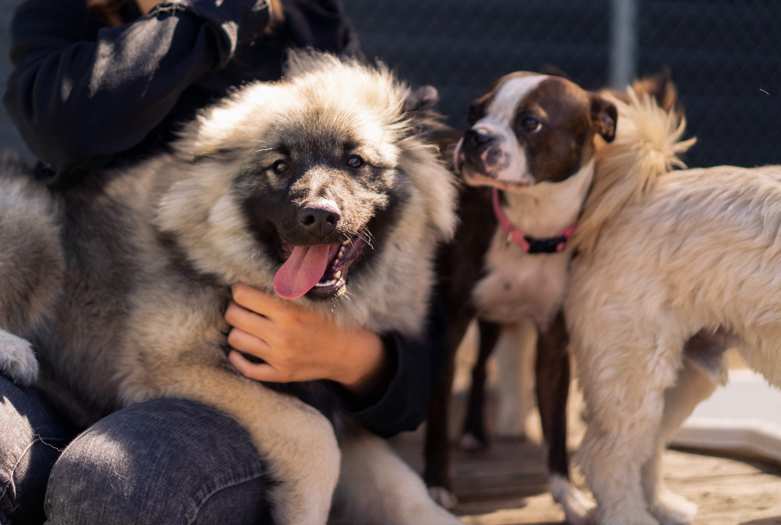 red light therapy for dogs
