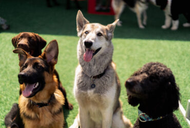 Plusieurs chiens regardent dans la même direction