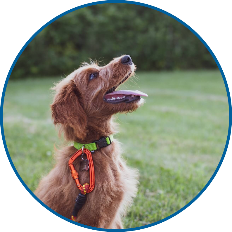 Un chien heureux lors de son séjour en pension éducative au Centre Canin Des Ruisseaux