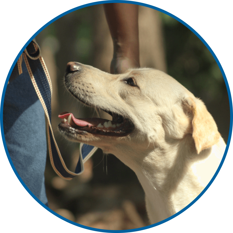 Un labrador heureux ayant suivi des cours de dressage pour chien