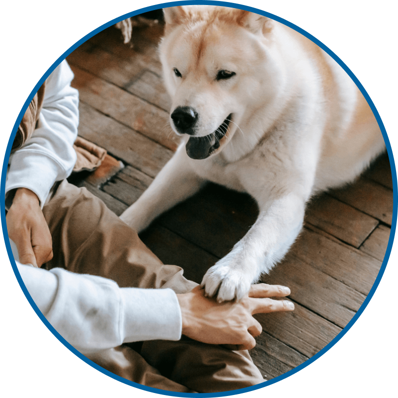 Un chien lors d'un cours d'obéissance