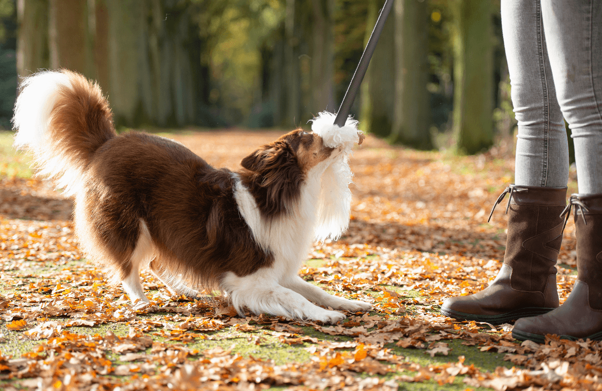 3 signaux méconnus que votre chien vous envoie avant d'attaquer! – Cours &  Dressage pour chien, comportement canin à Montréal et Québec !