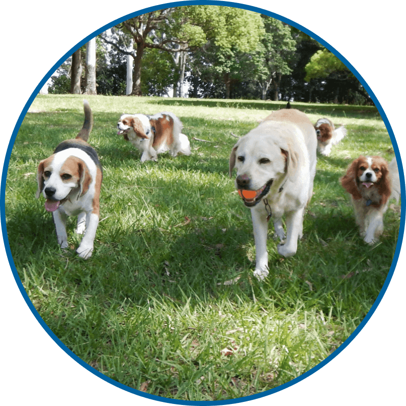 garderie-pour-chien-prix-rond