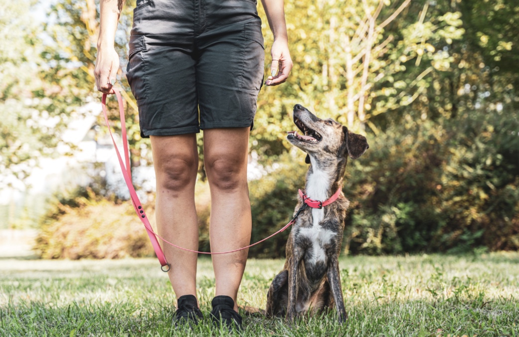 chien qui tire sur sa laisse
