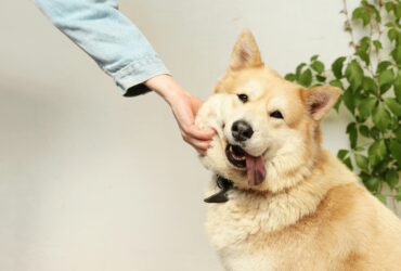 anxiété séparation chien que faire