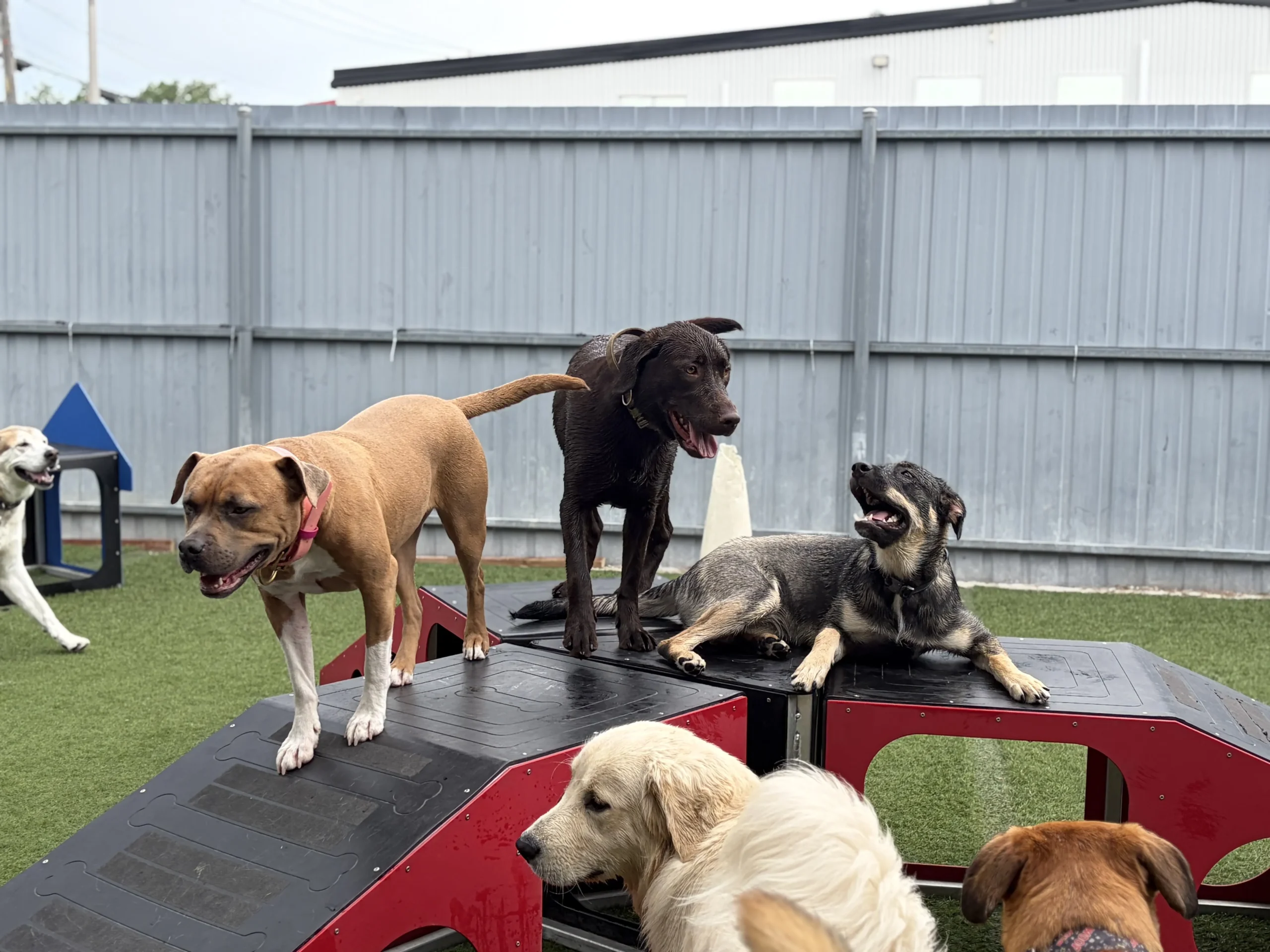 Garderie de jour pour chiens