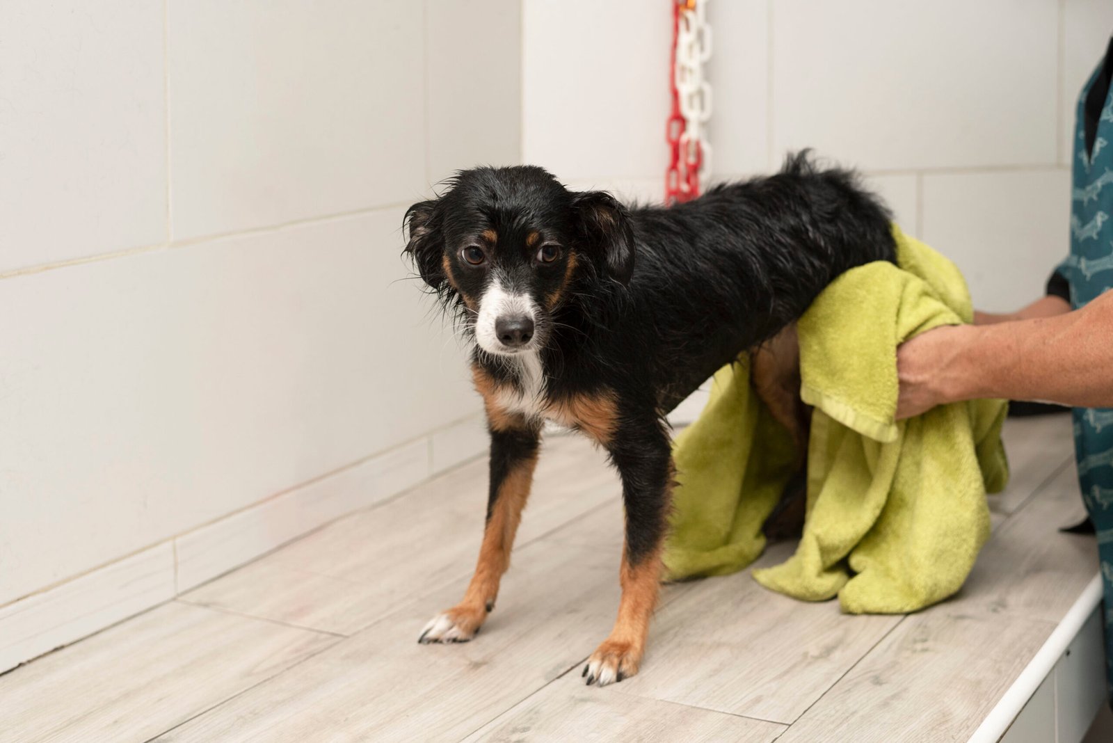 Toilettage d&rsquo;urgence
