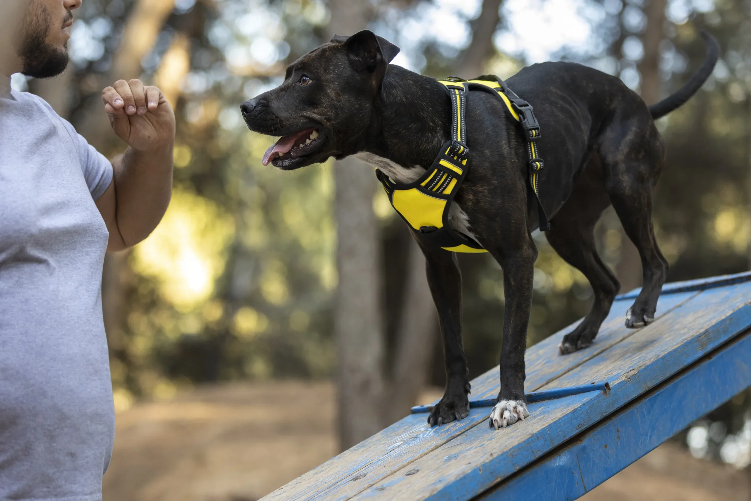 Thérapie comportementale pour chien