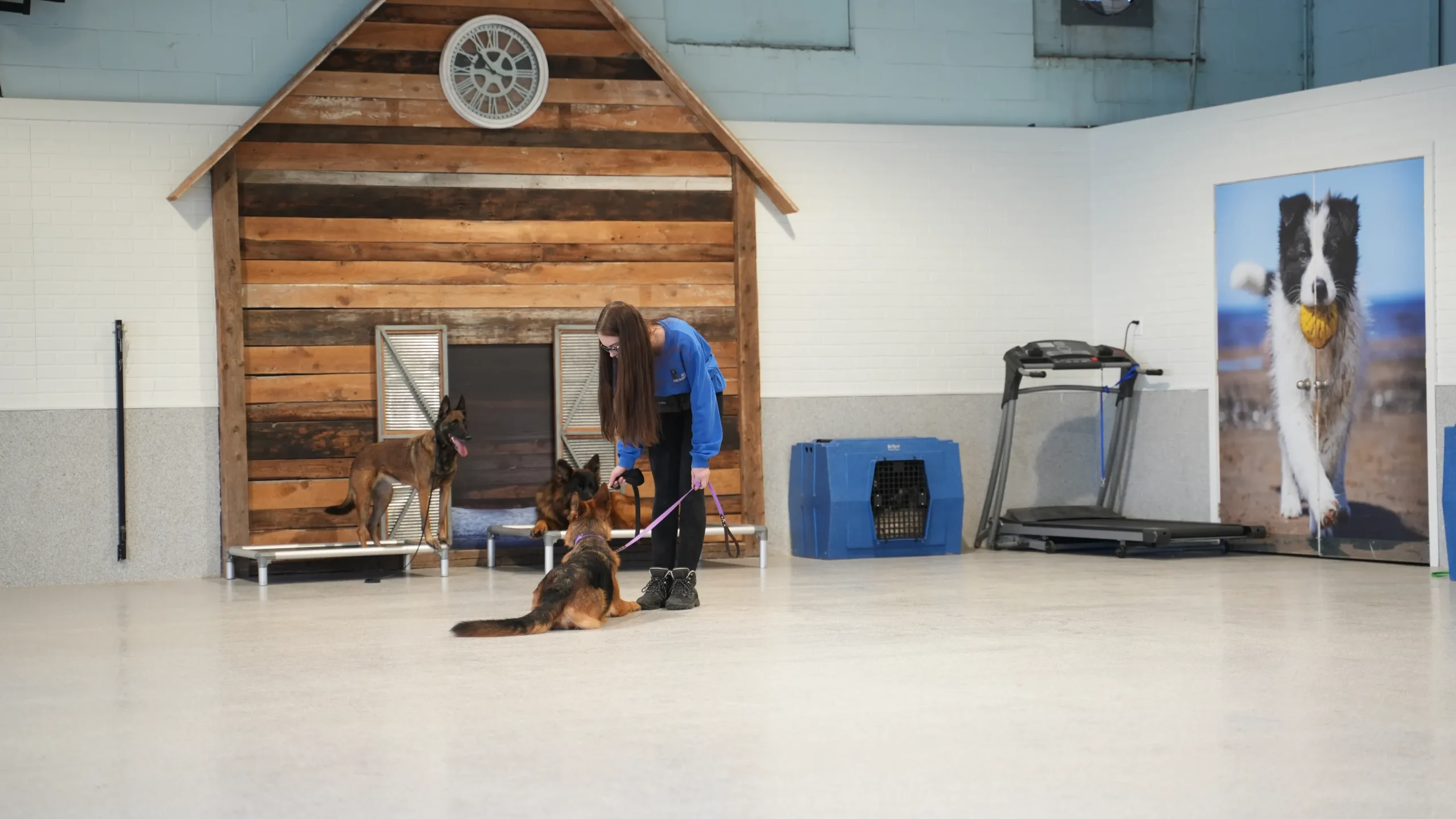 Pension éducative pour chien
