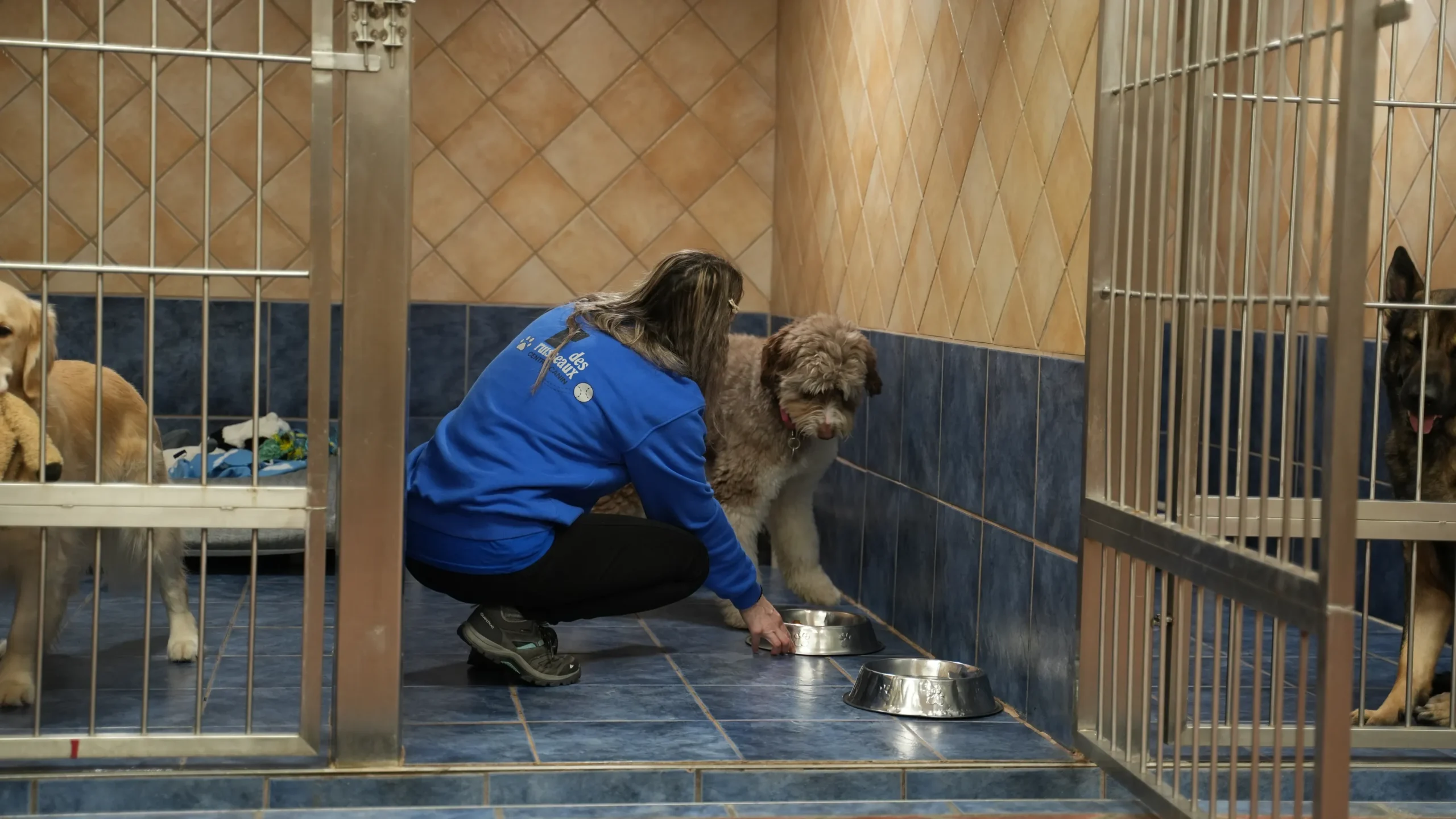 Pension pour chiens