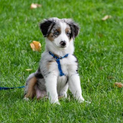 pexels-brett-sayles-1322182